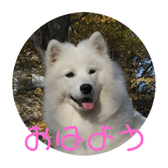 [LINEスタンプ] サモエド  みるく