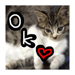 [LINEスタンプ] ちーくんのスタンプ❤️