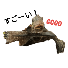 [LINEスタンプ] 亀の日常    Turtle's daily life