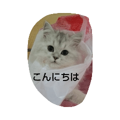 [LINEスタンプ] チンチラ猫のペルちゃん 