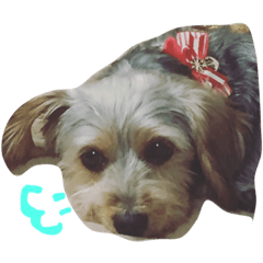 [LINEスタンプ] うちのモコはかわいい 