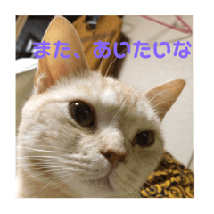 [LINEスタンプ] ねこ、いぬ、イグアナ？