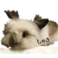 [LINEスタンプ] うさぎのふわりちゃん♡