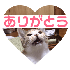 [LINEスタンプ] 三毛猫ひまわり