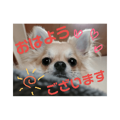 [LINEスタンプ] チワワのラズくん3