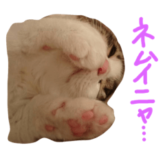 [LINEスタンプ] とものニャンズ達
