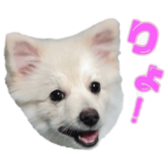 [LINEスタンプ] ポメちゃんの会話