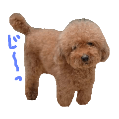 [LINEスタンプ] ほのぼの犬