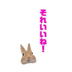 [LINEスタンプ] うさぎのとんかつ③