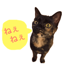 [LINEスタンプ] モカとチリの日常