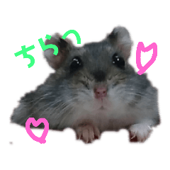 [LINEスタンプ] ジャンガリアンハムスターのショコラ2