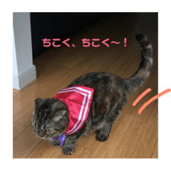 [LINEスタンプ] スコティッシュフォールドのミント3