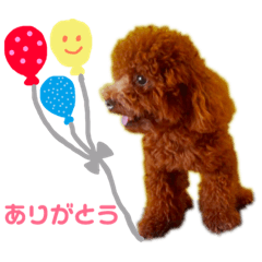 [LINEスタンプ] トイプーのかわいい毎日スタンプ 