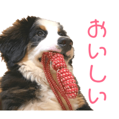 [LINEスタンプ] うちのいぬすたんぷ 