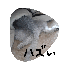 [LINEスタンプ] 構ってほしい犬 