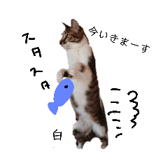 [LINEスタンプ] 鞠(まり)白(はく)絹(きぬ)日和♪