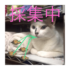 [LINEスタンプ] JPN？
