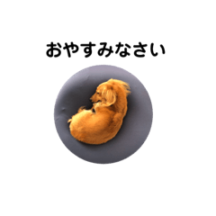 [LINEスタンプ] はじめてのミニチュアダックス4