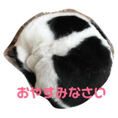 [LINEスタンプ] ウチのガヤ ネコスタンプその2