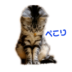 [LINEスタンプ] アメショのみいちゃん 