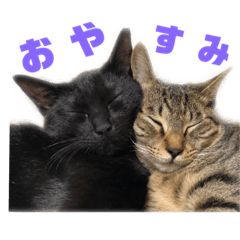 [LINEスタンプ] 黒とキジトラ（枇杷と桜） 