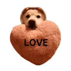 [LINEスタンプ] 無気力柴犬 