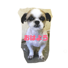 [LINEスタンプ] 動物病院に行ったら