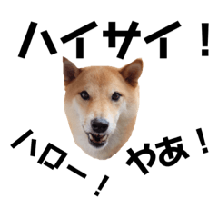 [LINEスタンプ] 沖縄犬ダビデのウチナーぐちスタンプの画像（メイン）