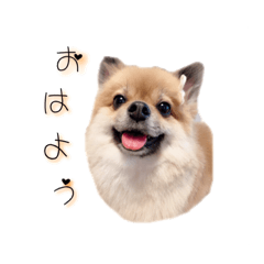 [LINEスタンプ] ポメちゃんの癒しのスタンプ