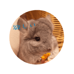 [LINEスタンプ] チンチラ ちびまるの日常スタンプ♪