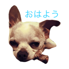 [LINEスタンプ] チワワのモカジ 