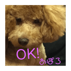 [LINEスタンプ] トイプーアポロ