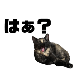 [LINEスタンプ] サビ猫タヌ子