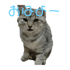 [LINEスタンプ] めんま.com 
