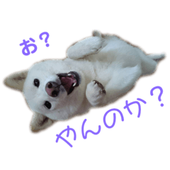 [LINEスタンプ] 茶瑠すたんぷ。 