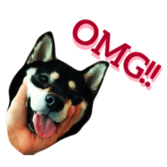[LINEスタンプ] 黒柴小梅ちゃん 