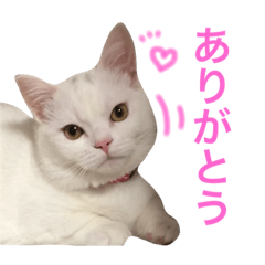 [LINEスタンプ] ジュエルとティアラ