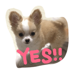 [LINEスタンプ] 佐藤家のちゃちゃまるくん② 