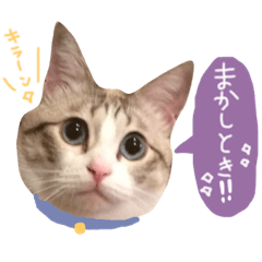 [LINEスタンプ] マルちゃんの日常