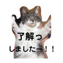 [LINEスタンプ] 飼い猫の日常スタンプ 