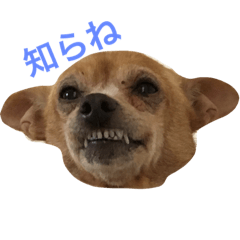 [LINEスタンプ] 塩対応な犬のさっちゃん 
