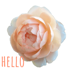 [LINEスタンプ] バラの庭 ROSE 