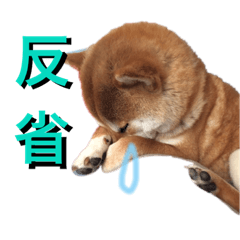 [LINEスタンプ] 柴犬うずらMIX