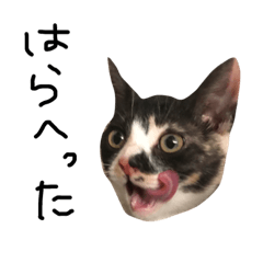 [LINEスタンプ] ポムとポチャとペコとベル