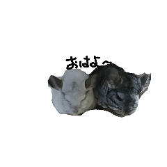 [LINEスタンプ] みんなが飼ってるペット