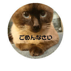 [LINEスタンプ] シャム猫の日常会話 
