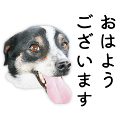 [LINEスタンプ] モモの敬語スタンプ 
