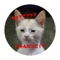 [LINEスタンプ] チップの変顔スタンプ 