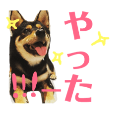 [LINEスタンプ] 柴犬コウ 1 