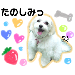 [LINEスタンプ] かわいいマルチーズ ばにたんの1日❤️ 